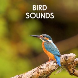 Bird Sound - Tiếng chim hót